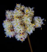 Calyptridium umbellatum 12-1349